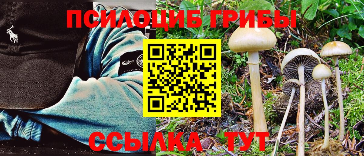 Дубна  Галлюциногенные грибы Cubensis  Вход с VPN 